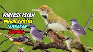Download lagu Masteran pelengkap !! cigun ngebren vs ciblek kristal vs prenjak gacor vs gereja tarung mp3
