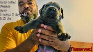Video preview image #1 Cane Corso Puppy For Sale in SAINT AUGUSTINE, FL, USA