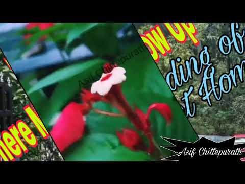 The World Where My Children Grow Up...   Surrounding of my Home.. / Natural Vedio/ Home vlog