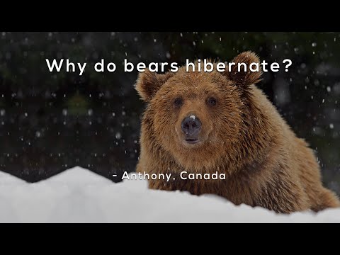 Why do bears hibernate?