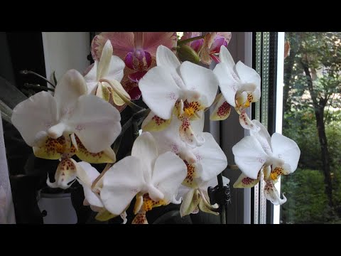 Скромненький летний обзорчик!))))или "мне стыдно, но я терплю!"😆