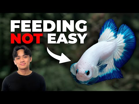 A Guide to Feeding Betta Fish the Right Way