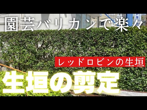 メドラー「レッドロビン」 植物