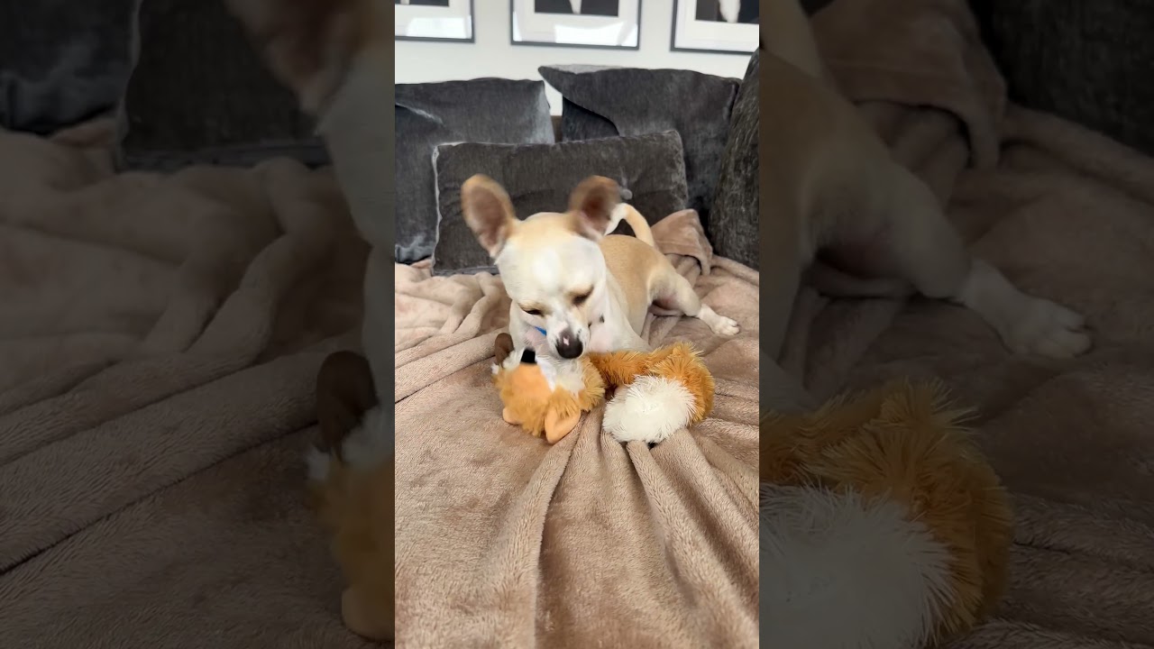 Enlarge Casper, a Adoptable mixed breed in Harrison, NY video 2/6