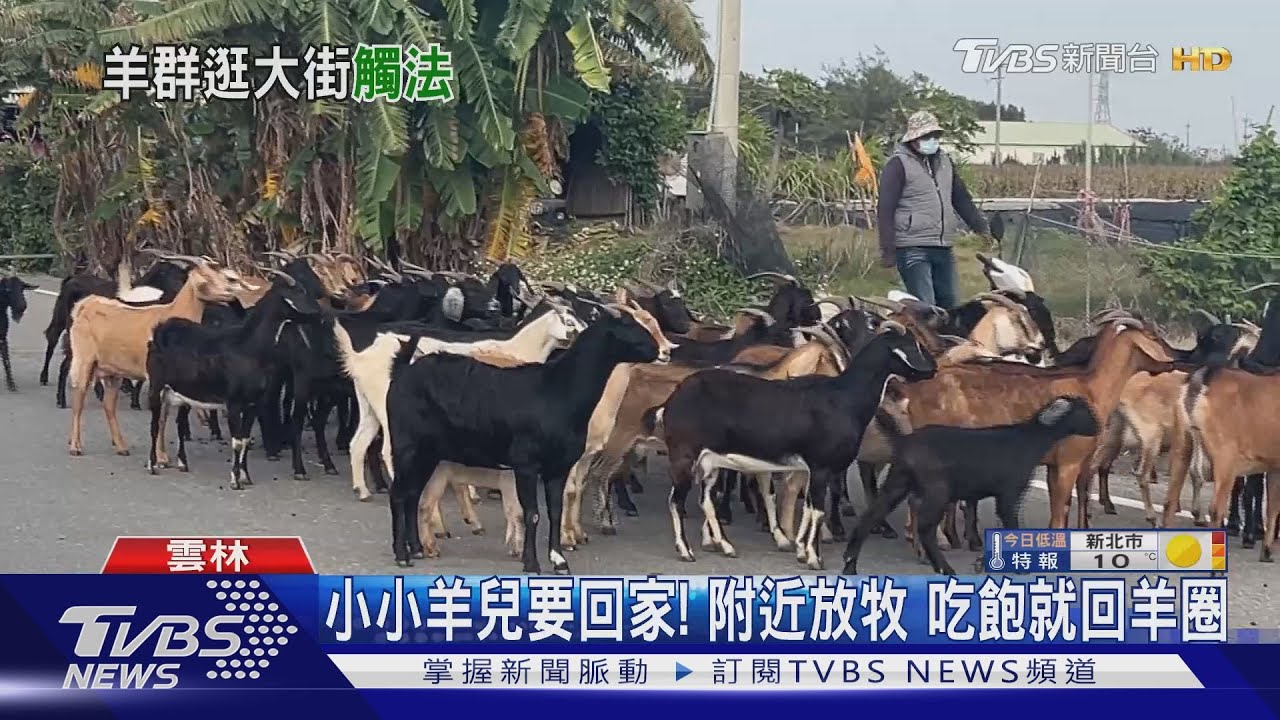 「全班你最慢」路口遇羊群 停車禮讓還「數羊」