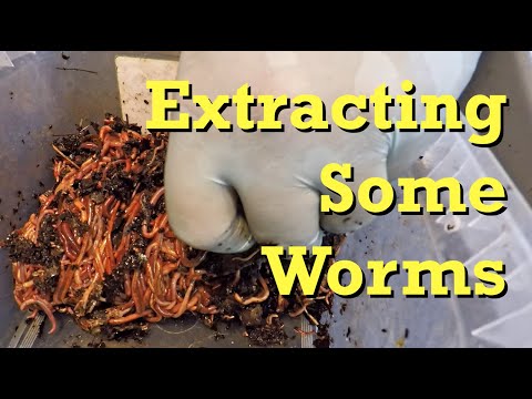 Rethinking numbers of worms in 2 newest red wiggler bins during extraction & feeding - vermicompost