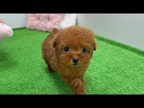 YouTube動画のサムネイル