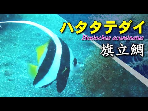 伊豆の岩場を泳ぐハタタテダイ