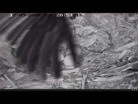 First egg cracking at Port Lincoln!! - 17 sep 2022 | Port Lincoln Osprey