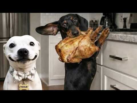 FUNNIEST CATS & DOGS VIDEOS 2026🐾5 HOURS OF HILARIOUS ANIMALS MOMENTS 🐶🐱