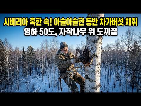 차가버섯 채취