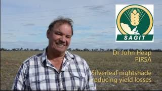 What is silverleaf nightshade?