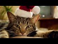 Ray Stevens - "Claws (A Cat's Letter To Santa)" (Official Audio)