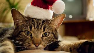 Ray Stevens - &quot;Claws (A Cat&#39;s Letter To Santa)&quot; (Official Audio)