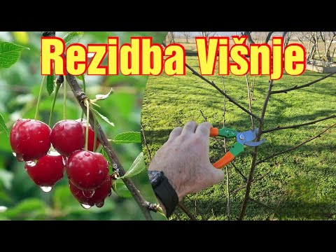 Rezidba Višnje za Početnike