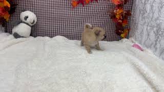 ハーフ犬の動画01