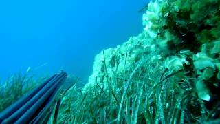 Spearfishing - Lazy predators HD - Tomislav Skalić (CROATIA) Spearfishing - Lazy predators HD - Tomislav Skalić (CROATIA)