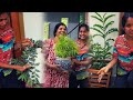 വീടിനുള്ളിലും ചെടികളാണ് Indoor Plants At Home Quppi
