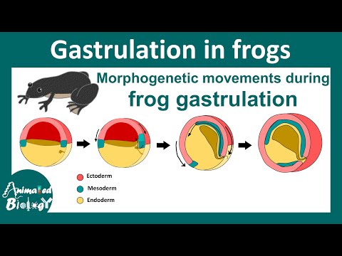 Gastrulation in frog | Morphogenetic movement during Xenopus gastrulation | epiboly | Embryology