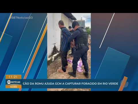 Cachorro da GCM ajuda a capturar foragido em Rio Verde