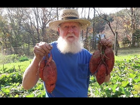 download lagu mp3 mp4 How To Cure And Store Sweet Potatoes, download lagu How To Cure And Store Sweet Potatoes gratis, unduh video klip How To Cure And Store Sweet Potatoes