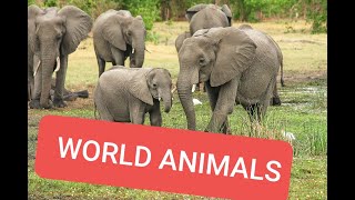 Download lagu no copyright video elephant (gajah) besar, mp3