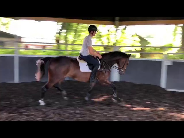 Under the saddle