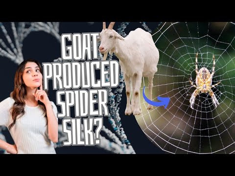 How Transgenic Goats Unleashed the Silk Revolution The Dramatic Saga of Spider Silk Production
