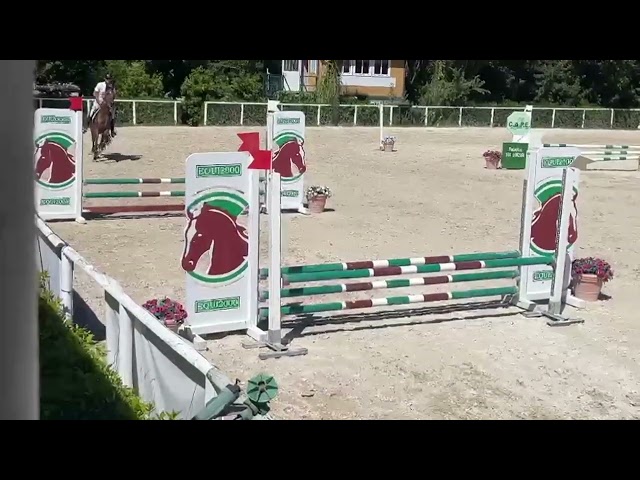 Puledro 4 anni