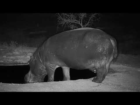 Djuma: Hippo gets out to have a fresh drink of water - 18:48 - 10/16/19