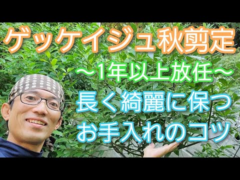 月桂樹を地植えの鉢で早く育てるためのヒント