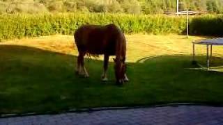preview picture of video 'Horse in my yard'