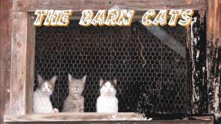 Have a ball - The Barn cats