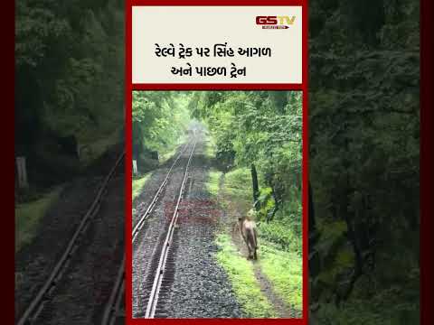 રેલ્વે ટ્રેક પર સિંહ આગળ અને પાછળ ટ્રેન