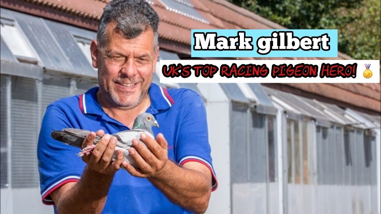 Mark Gilbert: The Legendary Racing Pigeon Champion of the UK 🏆
