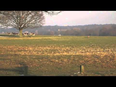 Fenton the Dog.. Part 2