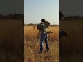 Lion JUMPS on Man and Hugs #lion #animal #savelions