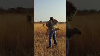Lion JUMPS on Man and Hugs #lion #animal #savelions