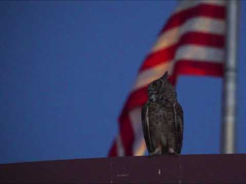 060722 PATRIOTIC OWL
