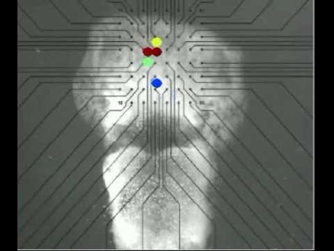 neuronal avalanches organize as nested oscillations