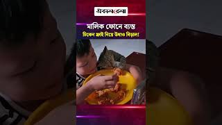 মালিক ফোনে ব্যস্ত, চিকেন ফ্রাই নিয়ে উধাও বিড়াল! | Daily Sakalbela