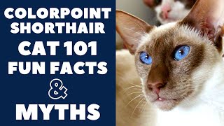 Colorpoint Shorthair Cats 101 : Fun Facts & Myths