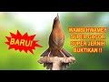 KICAU BURUNG WAMBI GACOR FULL ISIAN
