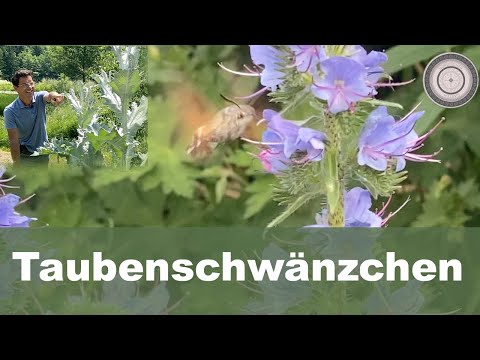 Was wurde aus...Teil 2, Eselsdistel, Natternkopf, Großblütiger Fingerhut, uvm.