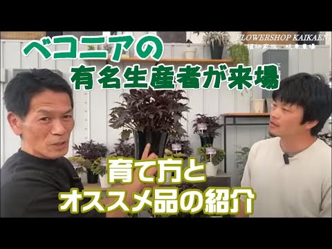 マクラータベゴニアの管理方法は？緑の親指を持っていない人にとって理想的な植物です。  庭園