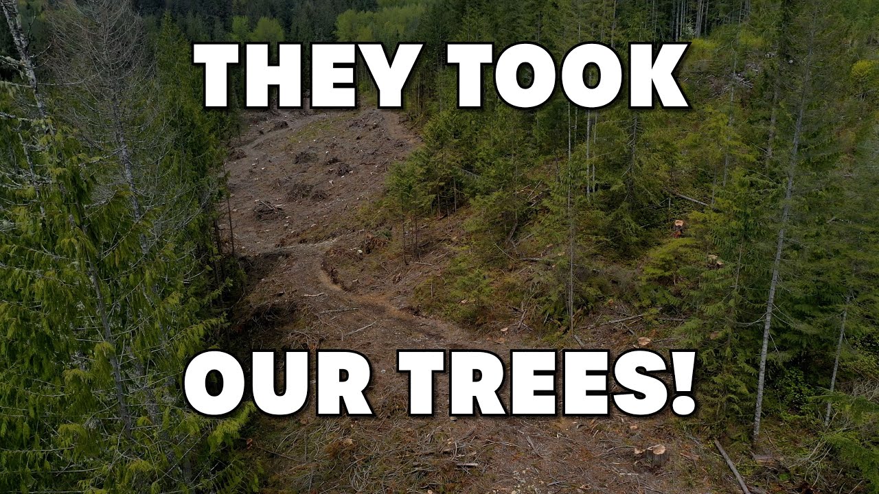 They Took Our Trees Part 1