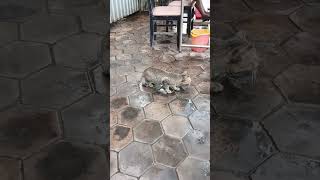 What Are Cat L #pity #bananaleaf #cat #antsinvasion #cute #pitty Looking For