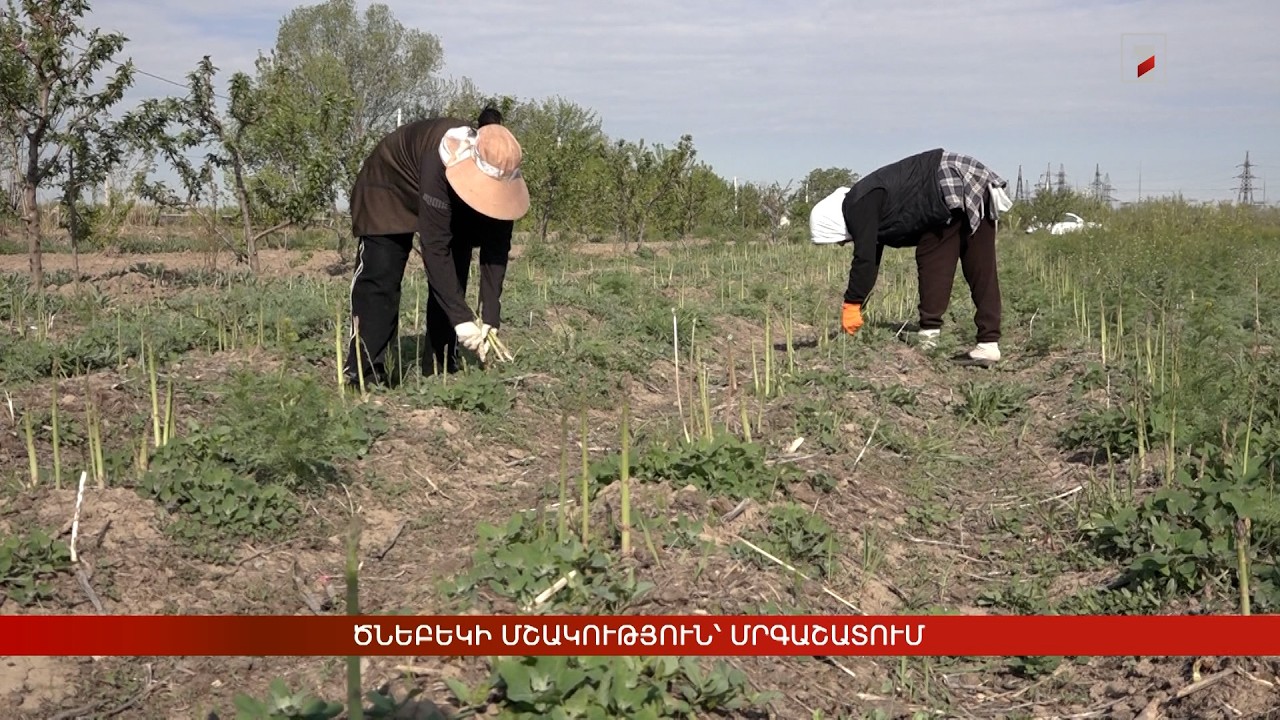 Ծնեբեկի մշակություն՝ Մրգաշատում