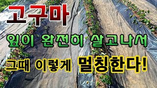 [텃밭농부. 1,068]  고구마 잎이 완전히 살고난 후 멀칭을 이렇게 한다 #고구마재배