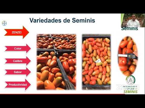 , title : 'Entrenamiento Online Seminis - Tomate DRW 7742 y nuevas variedades para Chile en el 2021🍅'